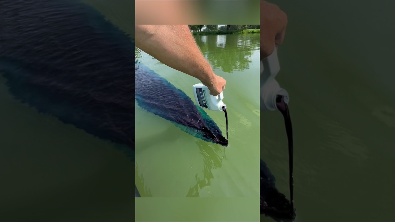 How Blue Pond Dye Blocks Sunlight!❓