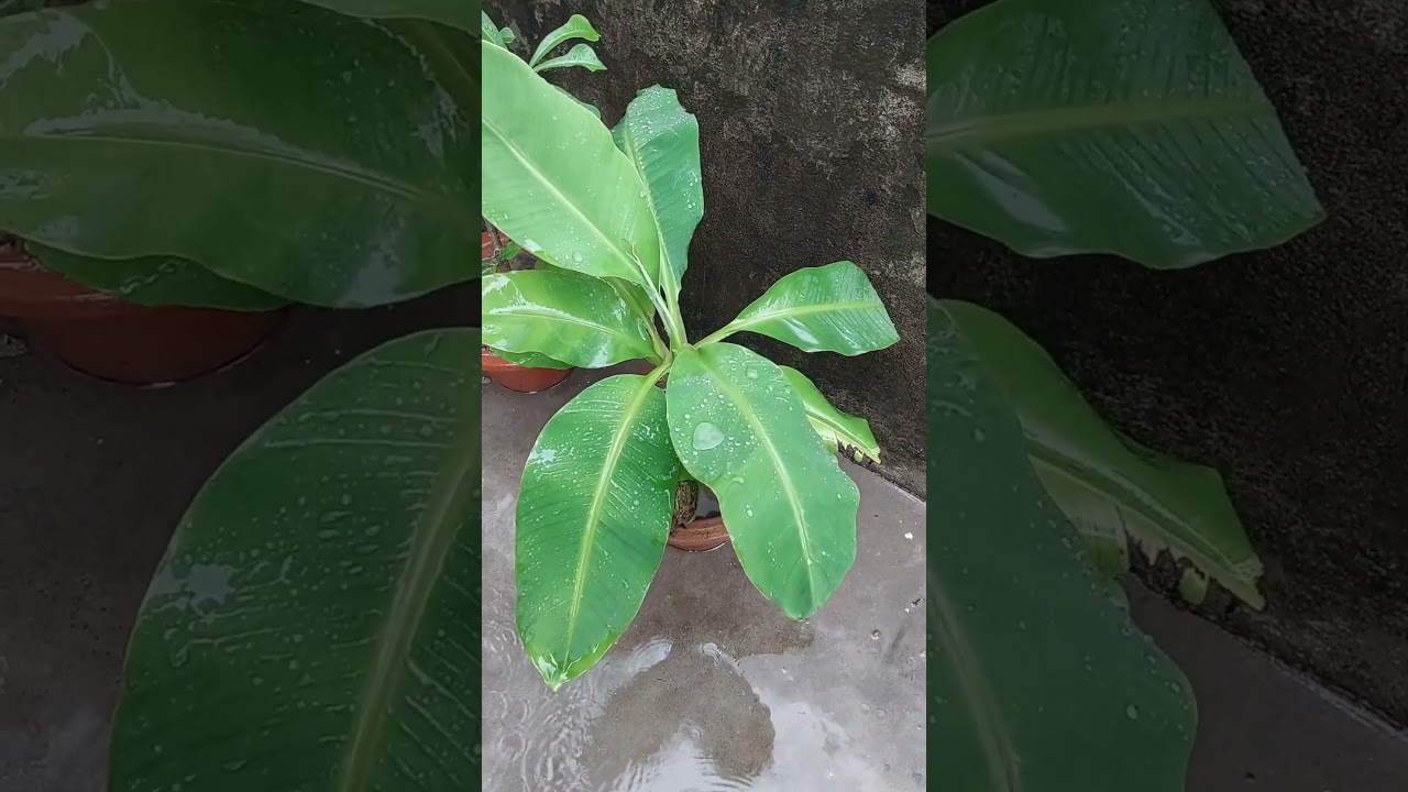 Banana Plant // Kela ka paudha // Rock gardening