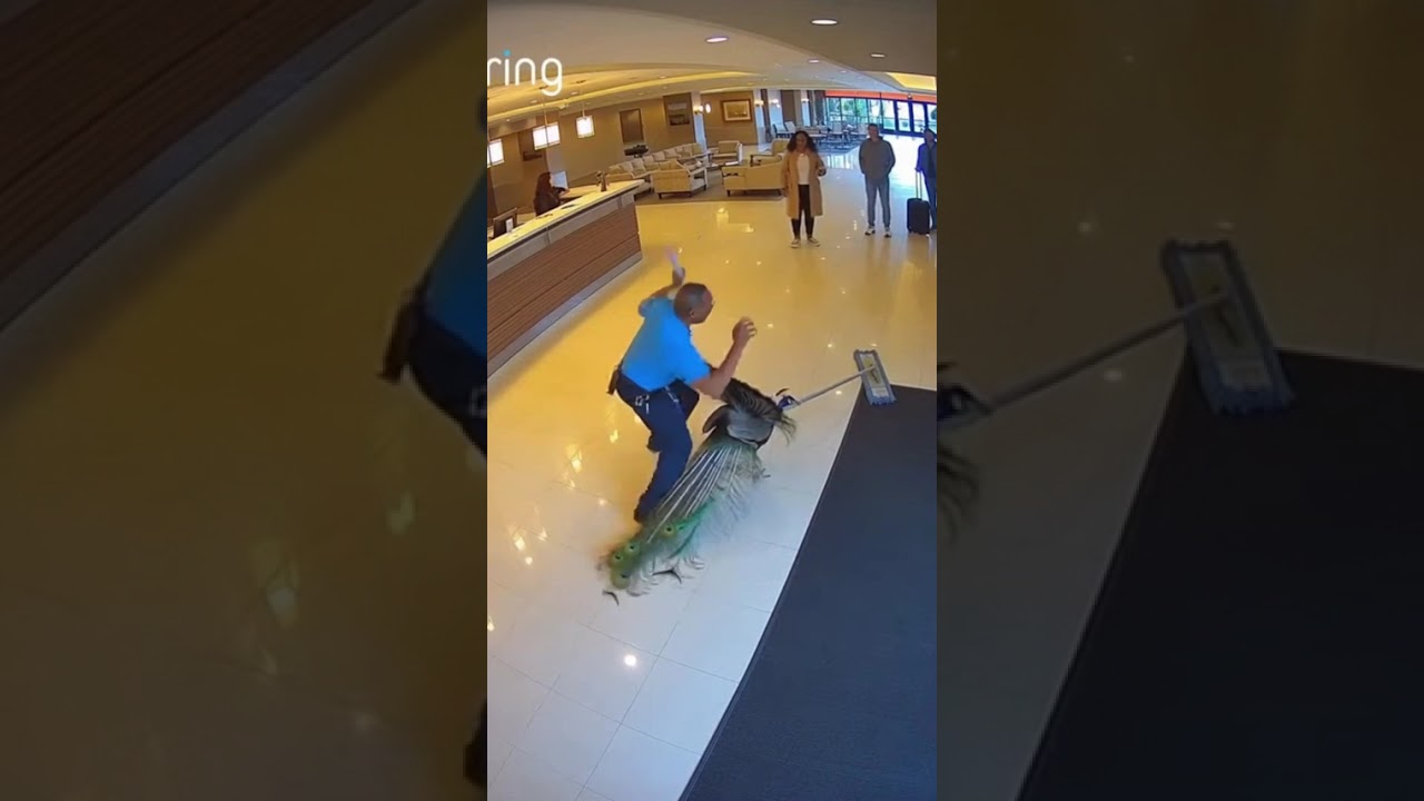 Peacock vs Janitor: Epic Mop Chase Caught on Camera! 🦚😂