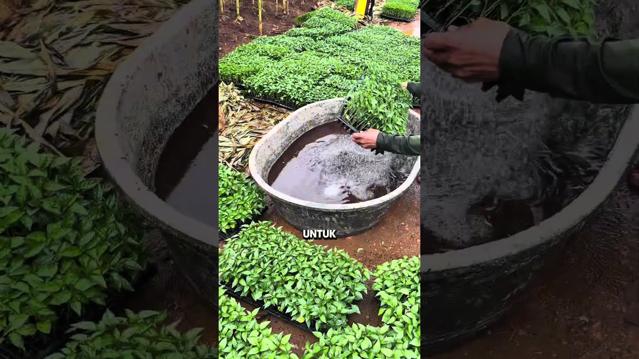 Memadukan Jagung Dan Cabai #pertanian #gardening #tipsberkebun