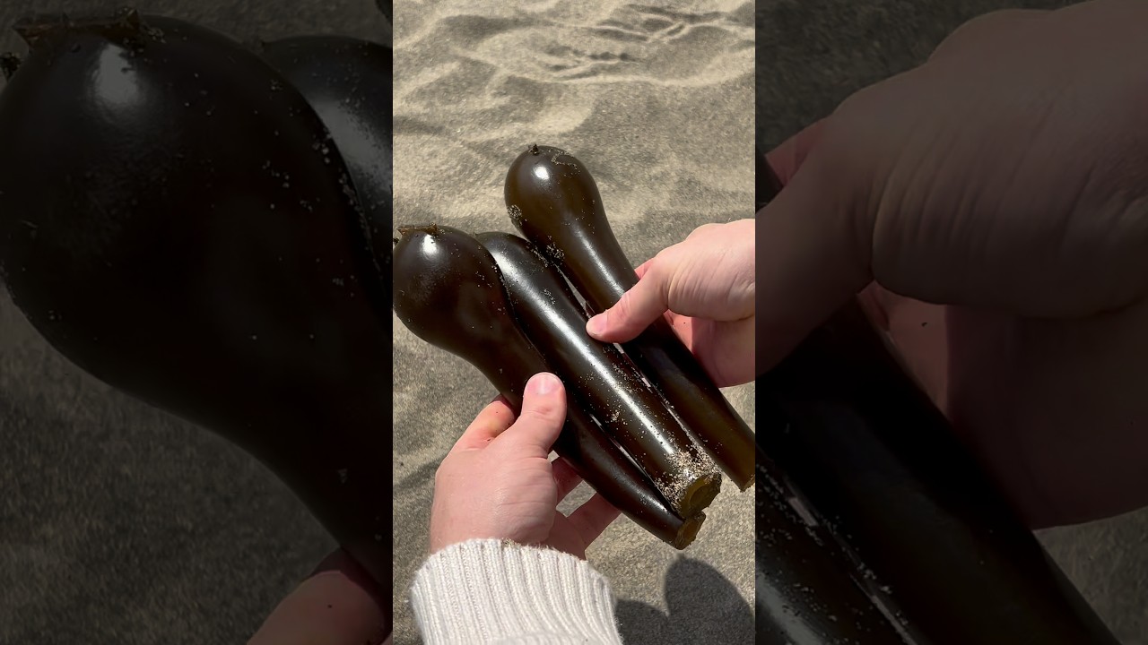 Turning Kelp into a Rattle