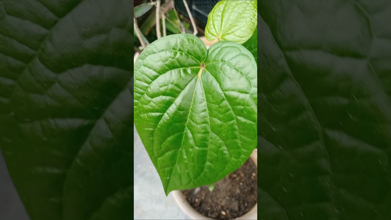 पान का पत्ता खाने के फायदे | Benefits of Eating Betel Leaves #paan #leafygreens