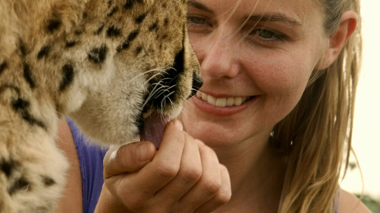 Can We Still Save Cheetahs From Extinction?