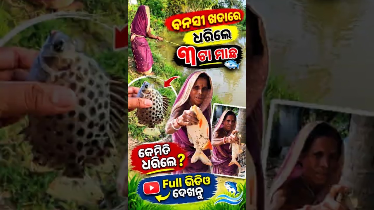 ବନସୀ ଖଡାରେ ଧରିଲେ ୩ ଟା ମାଛ 🐠😲 #minivlog #shorts #viral #vlog #ytshorts #odiavlog #fishing