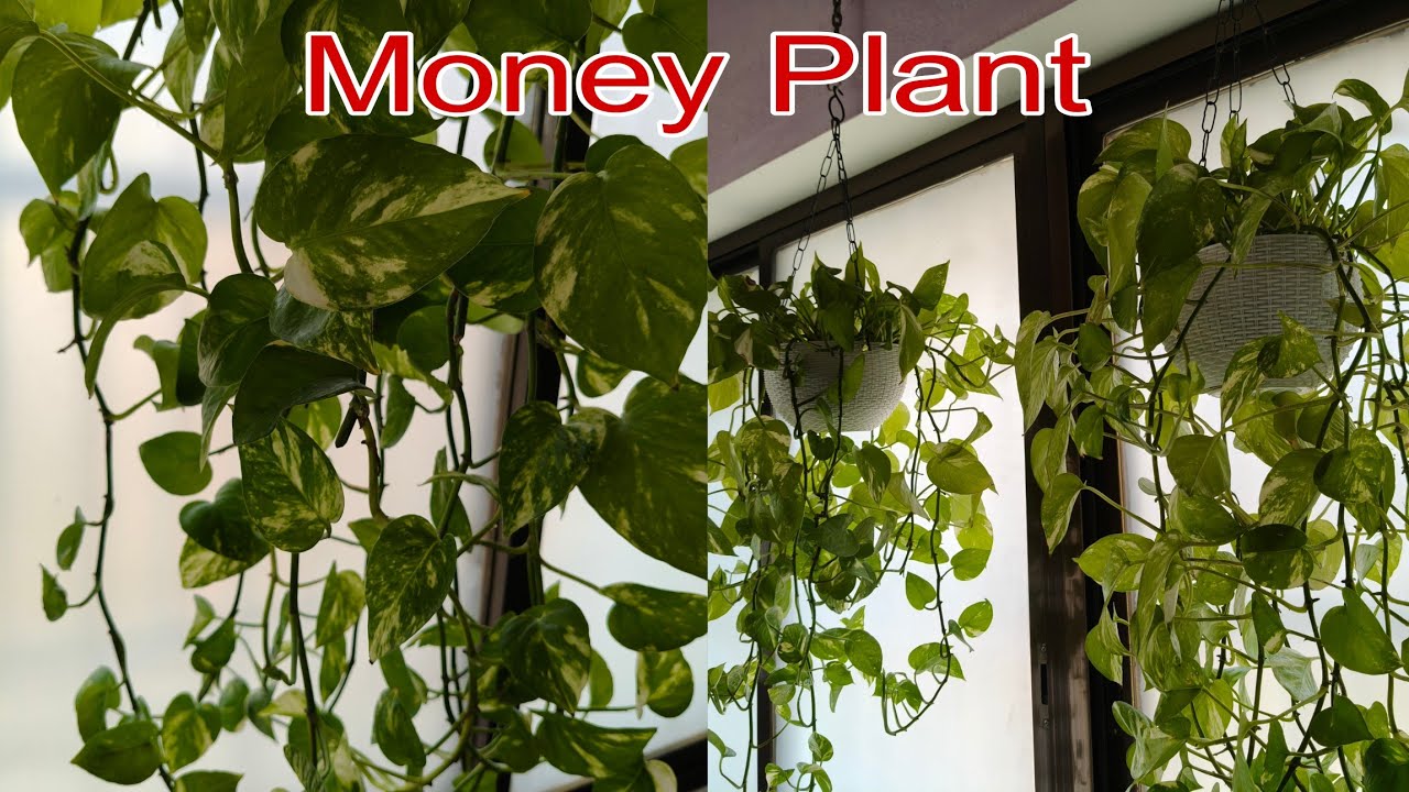 Money Plant // Grow and care money plant