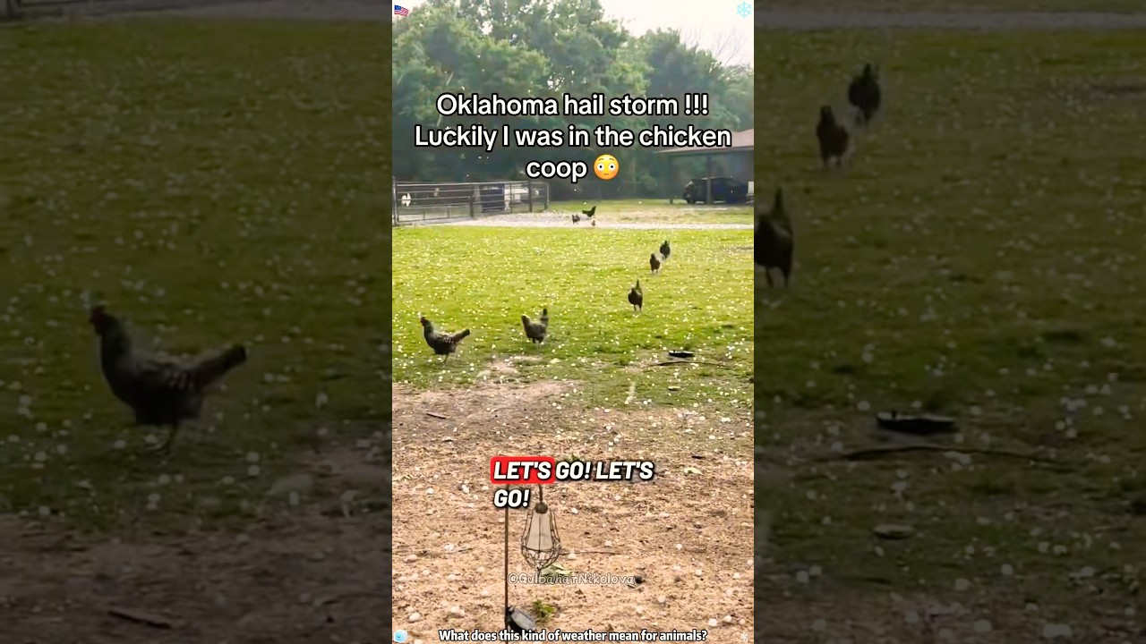 Storm？What storm？⛈️#animals #storm #funny #animallife #pets #wildlife #wildanimals #amazing