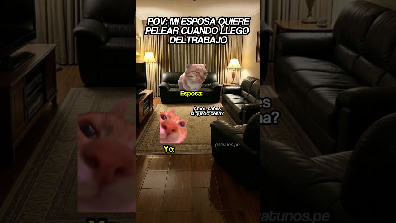 🥲 #gatitoslindos #storytime #cat #gato #funnyvideo #fyp #memes #humor #michis #viral