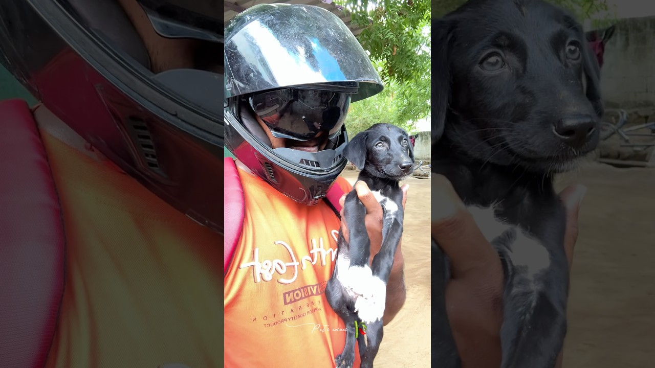 🌊 வெயில் தாங்காம ஆற்றுக்கு குளிக்க போனோம்! 😍#petsvlog #tirunelveli #petshorts #villagelife #yt