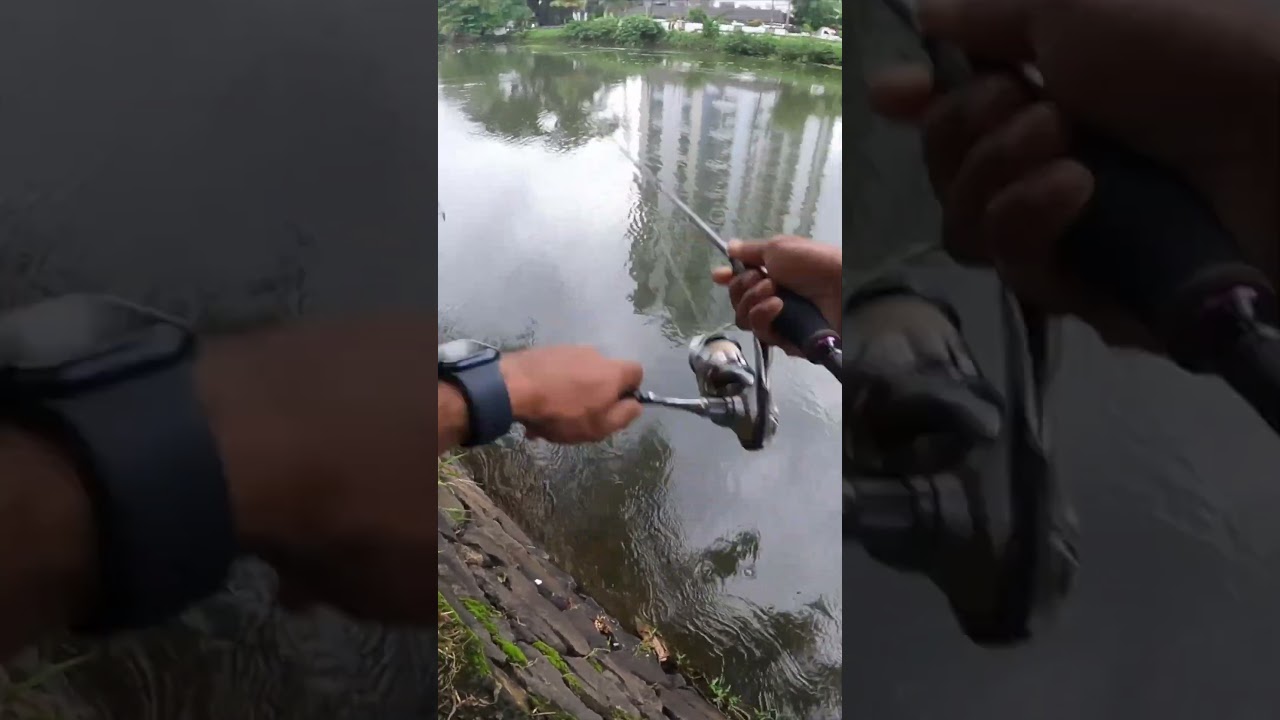 Giant snakehead on top water 🔥