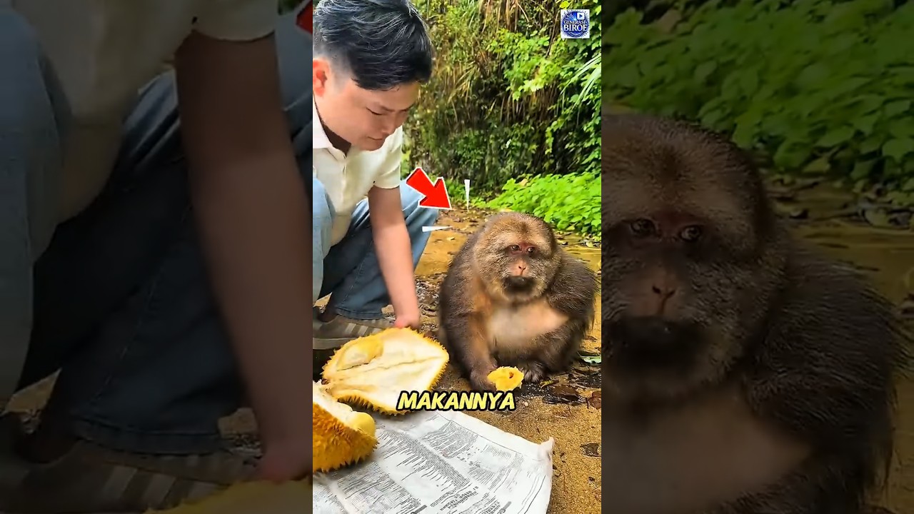 MONYET GEMOY INI TERNYATA PUNYA ETIKA MAKAN SULTAN! 🐒👑🥥