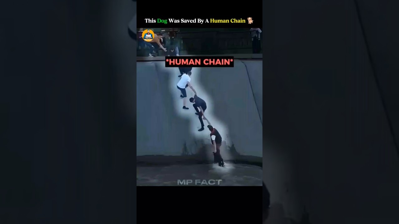 This Dog Was Saved By A Human Chain 🐕😱