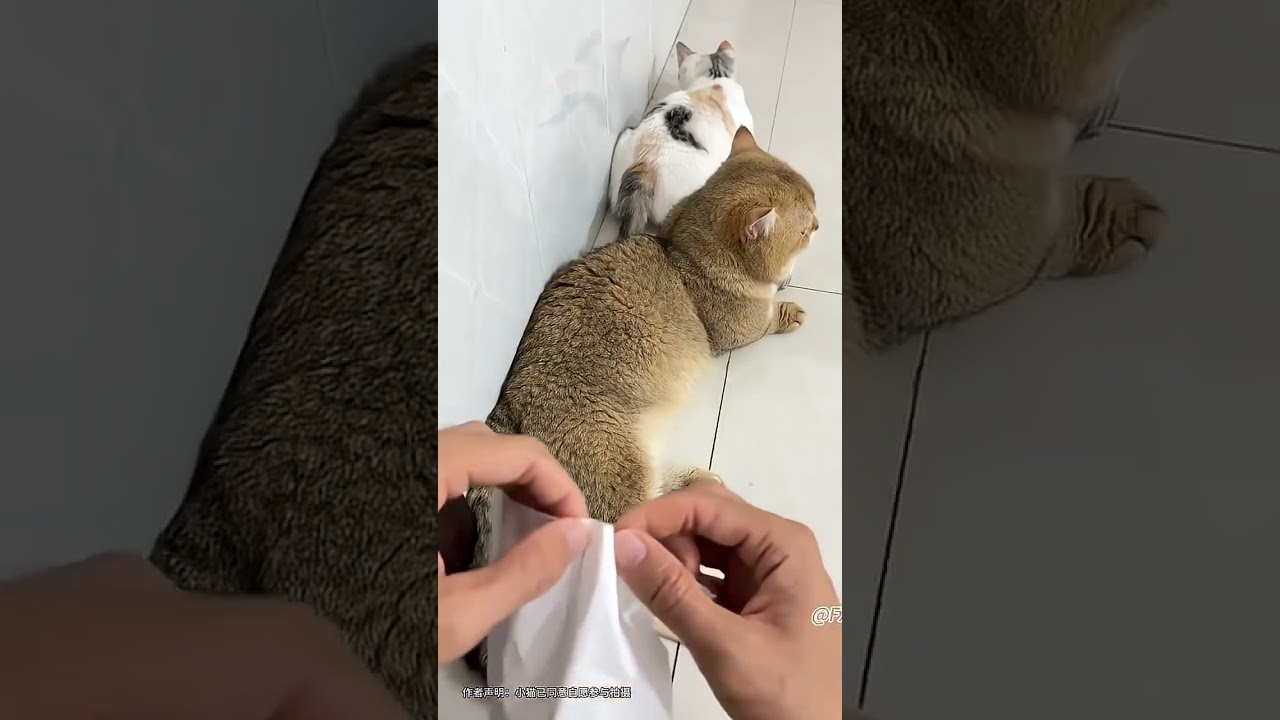 That kitten still isn't used to it! I'm going to set this song as my ringtone.