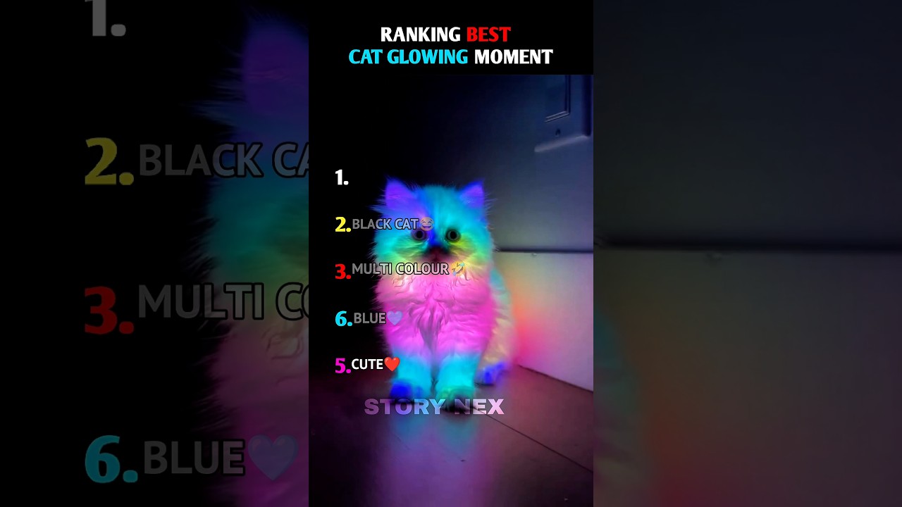 Ranking Best Cat Glowing Moments