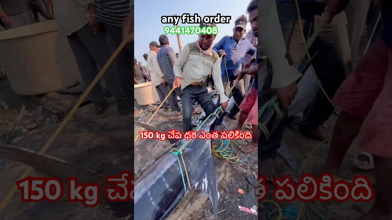 150 kg చేప ధర ఎంత పలికింది #fishing #seafood #tunafish #fooddelivery #trending #viral