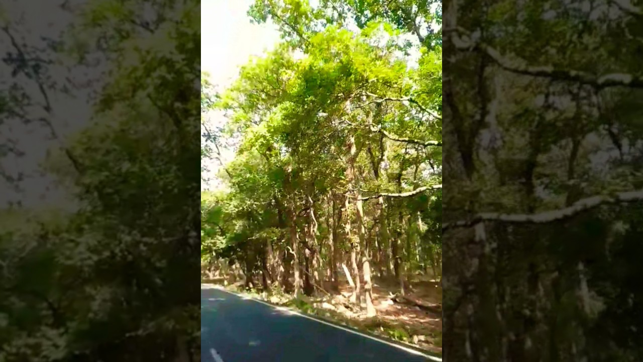 beauty of the earth ✅ #shortvideo #song #beuaty #nature #travel #love #vlog #lifeisbutadream #sorts