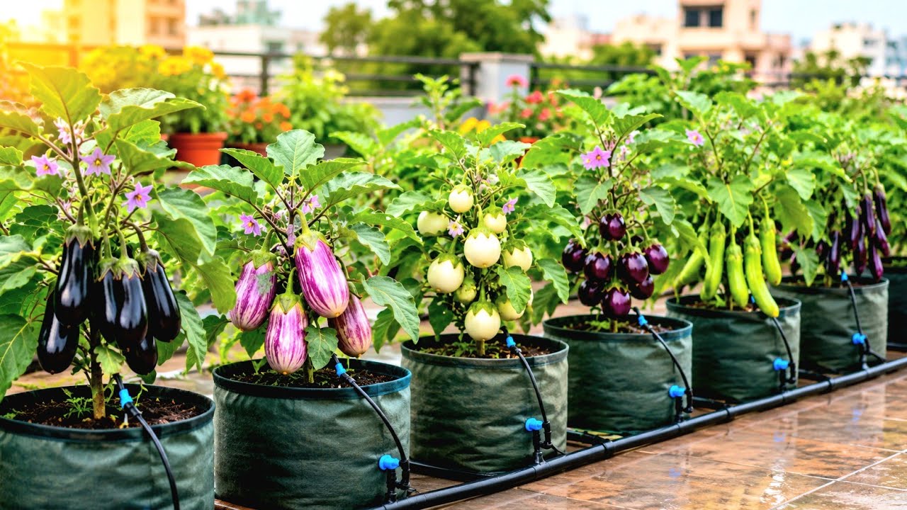 செடிகளுக்கு டிரிப் இரிகேஷன் எப்படி அமைத்தேன் | | Terrace Garden | | Trending | | Gardening  
