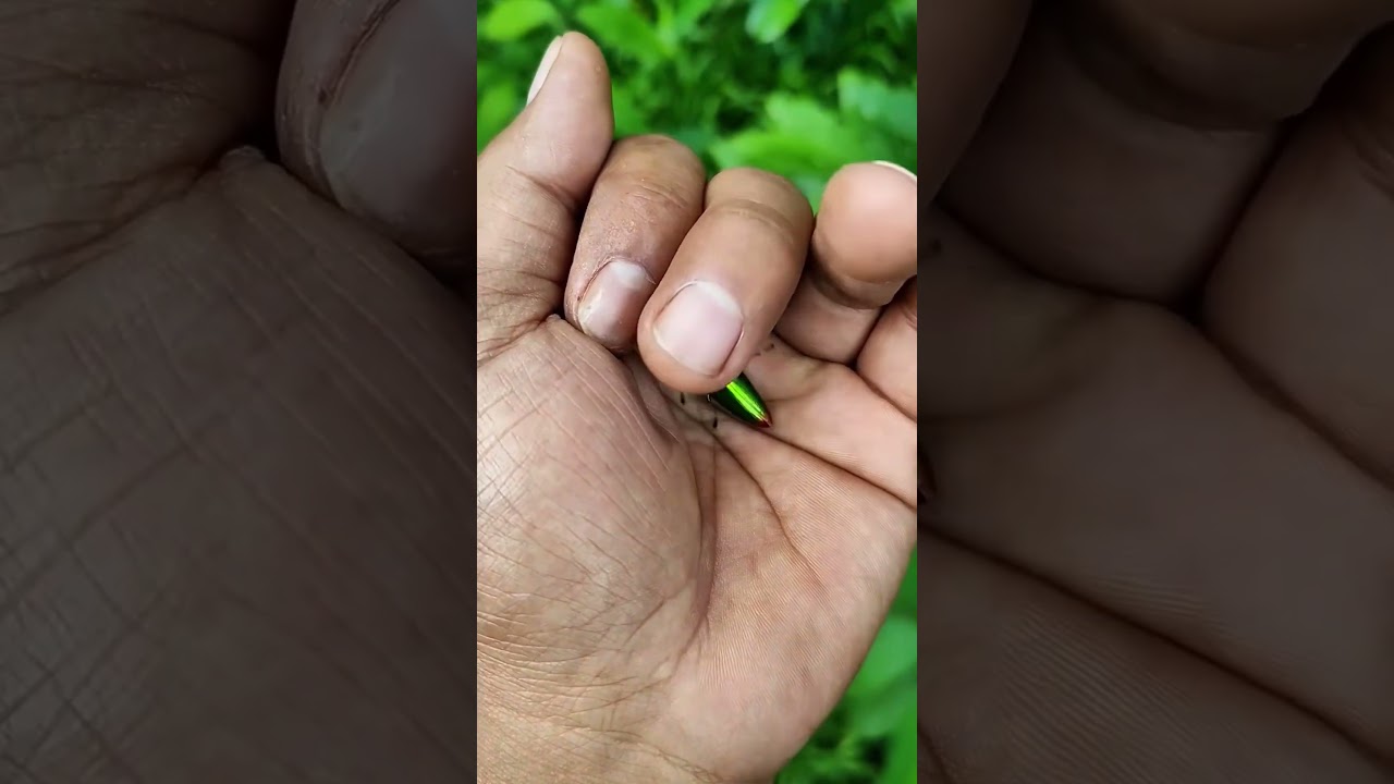 It is the Smaller shiny jewel beetle part 2#beautifulinsects #nature #anyuniqueanimals #insects
