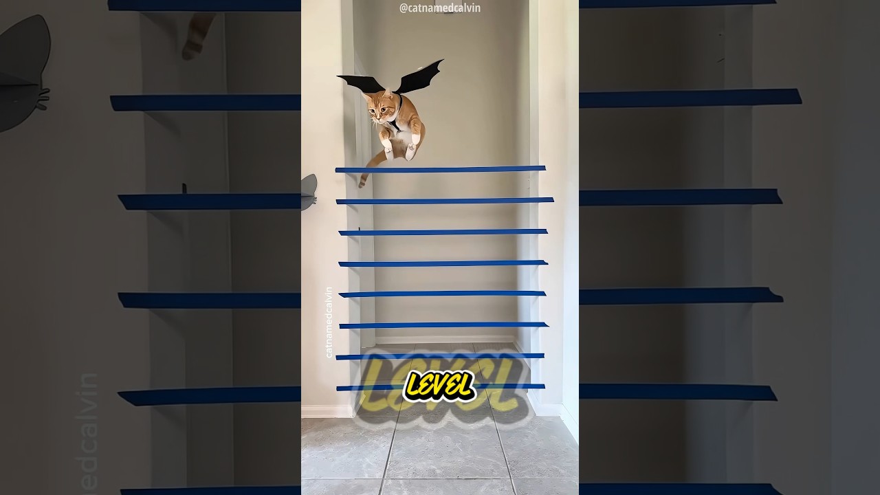 This CAT is no less than an ATHLETE 😺 #viral #trending #pets #cat #kitten #cute #cutecat #fly