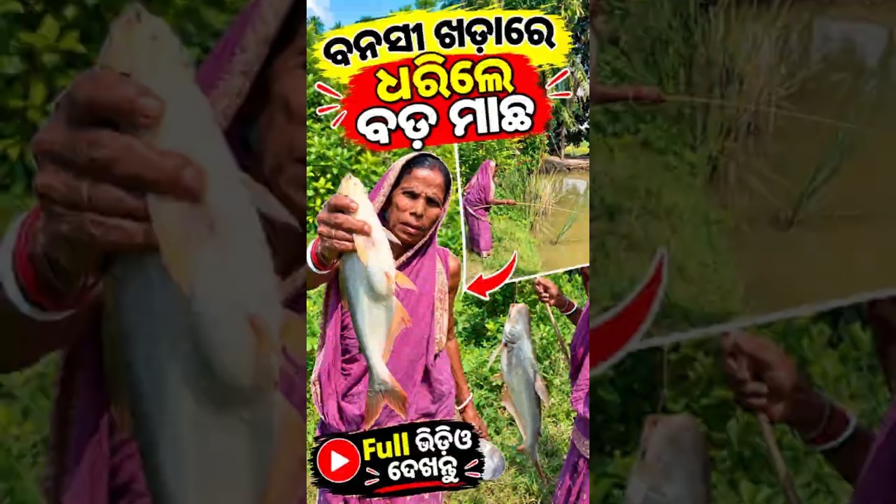 ବନସୀ ଖଡ଼ାରେ ଧରିଲେ ବଡ଼ ମାଛ 😱🐟 | ଗାଁ ପୋଖରୀରେ ମିଳିଲା ବଡ଼ ମାଛ | Odia Fishing Video