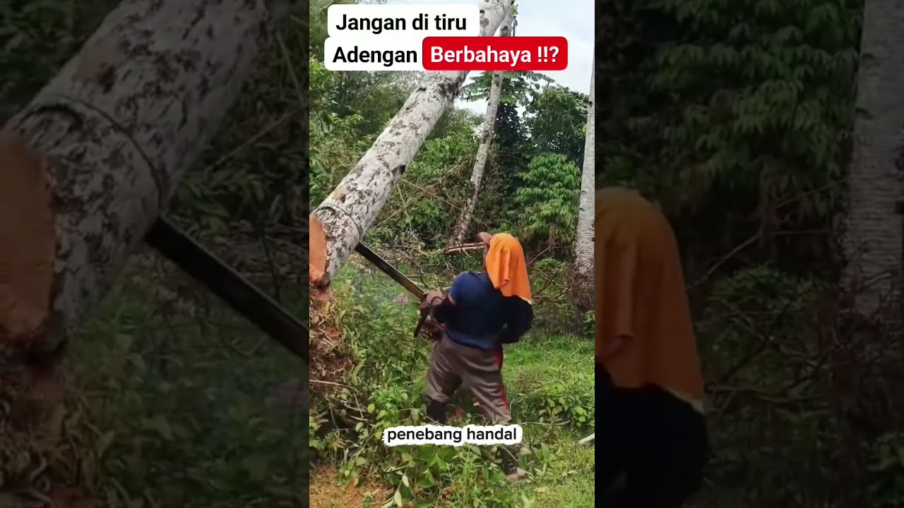 adengan berbahaya saat menebang pohon kelapa!!! #viral #wood