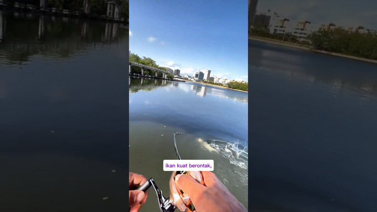 Punya Boss jago Mancing‼️ #viral #ikan #fishing #trending