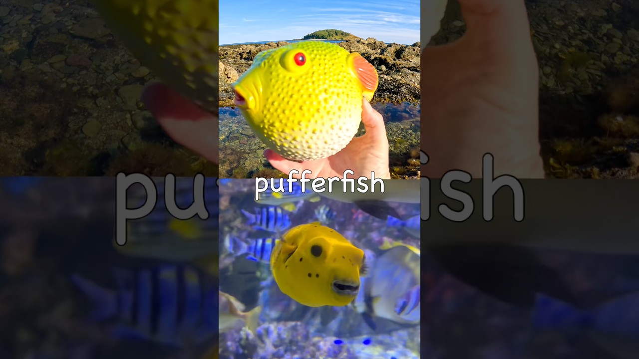 Kids Learn by the Island | Sea Animal Names: Pufferfish Octopus Turtle Shark Seahorse