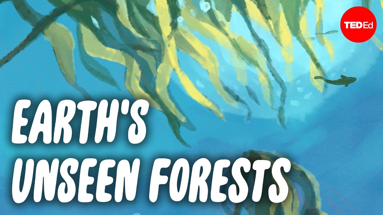 The mystery of the giant kelp forest - Luka Seamus Wright and Salomé Buglass