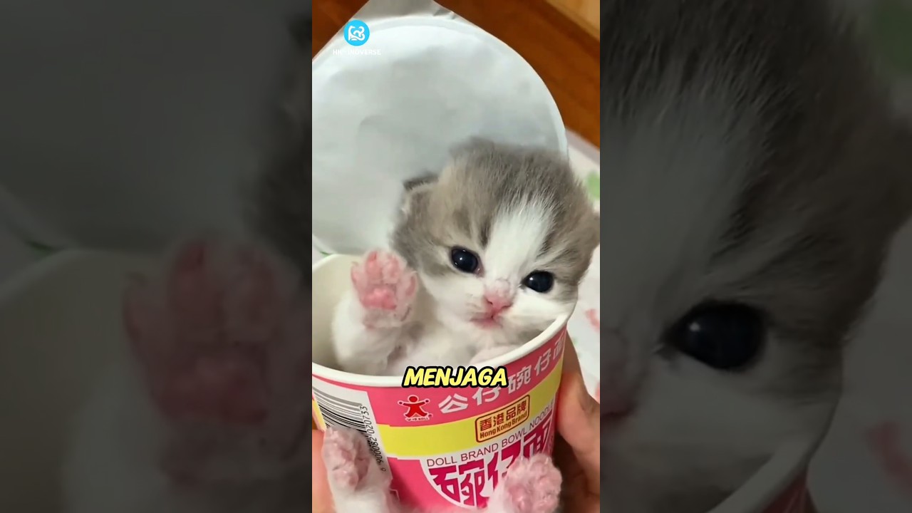Kenapa Kucing Lebih Suka Tidur di KARDUS? Ini Alasannya!