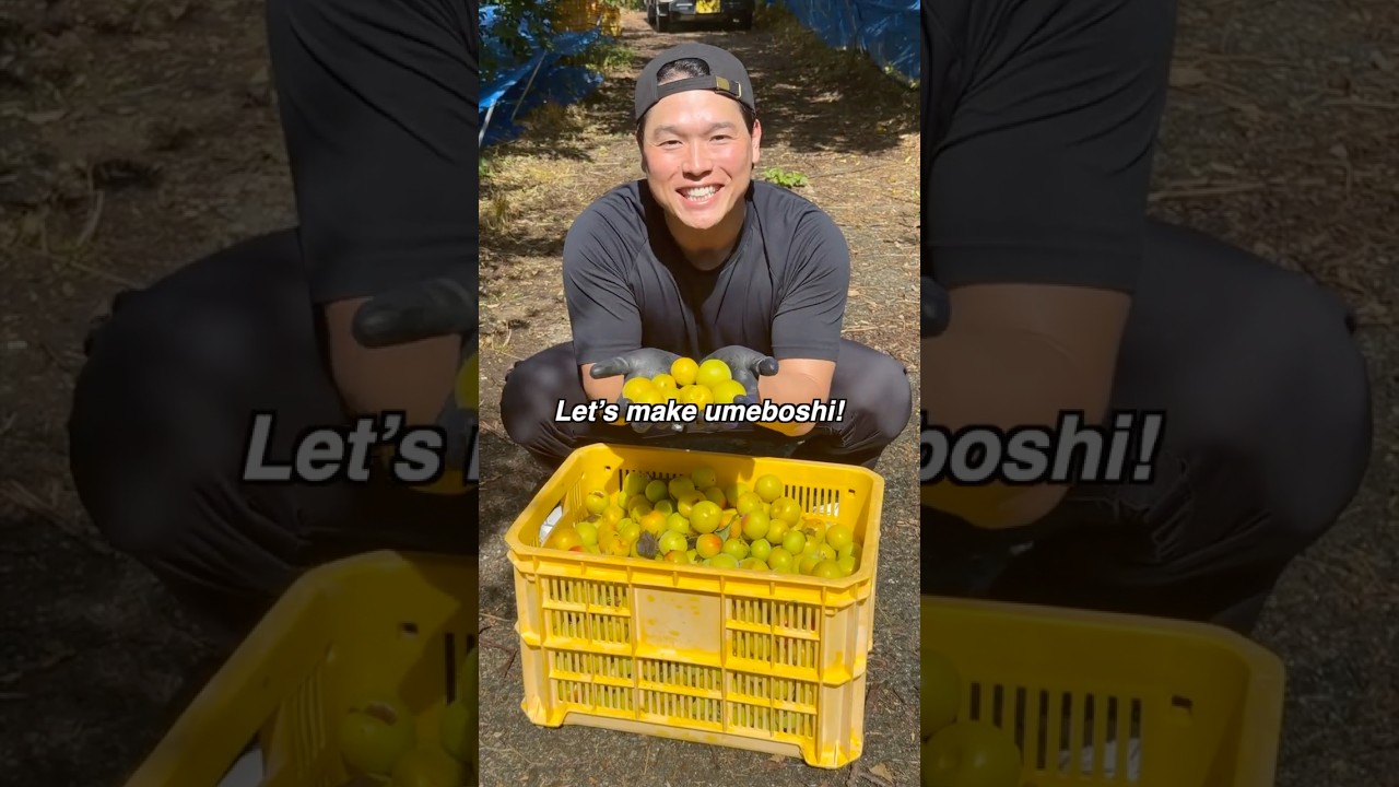 Let’s make Japanese Umeboshi @samuraigockey