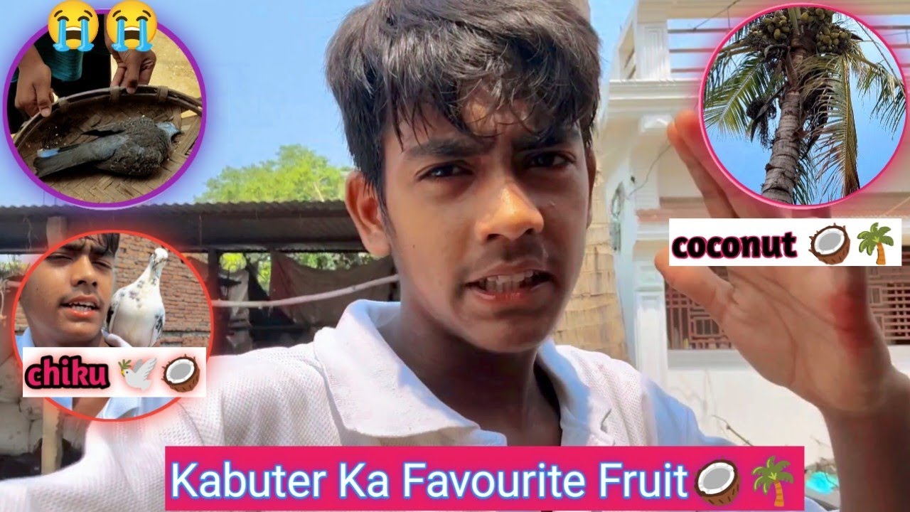 Kabuter Ka Favourite Fruit 🍓🥥🌴? कबूतर का सबसे पसंदीदा फल कौन सा है 🥰?