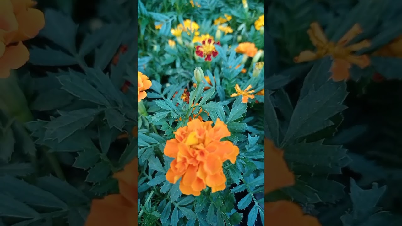 गेंदा के पौधे में फ्लॉवरिंग | How to grow marigold #gardening #shorts