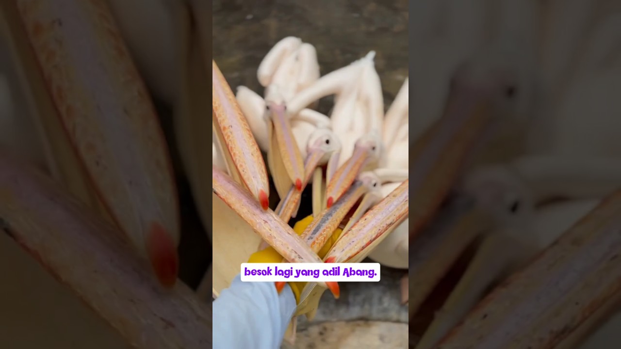 BURUNG PELIKAN PROTES, HANYA DIBAGI 1 IKAN‼️ #viral #ikan #fishing #shorts