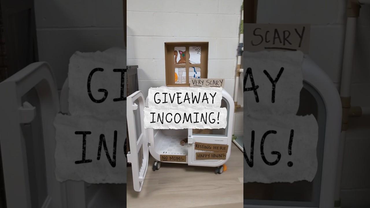 🎁 WIN a Pet-Friendly Heater! 🐈 2 Winners! #Shorts