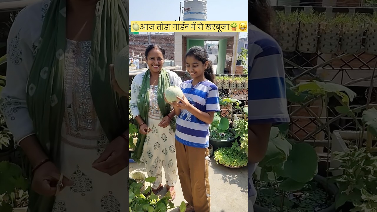 🍈आज तोडा गार्डन में से खरबूजा🪴😁#viral#garden#terracegarden#plants#Kharbuja#plants#gardening