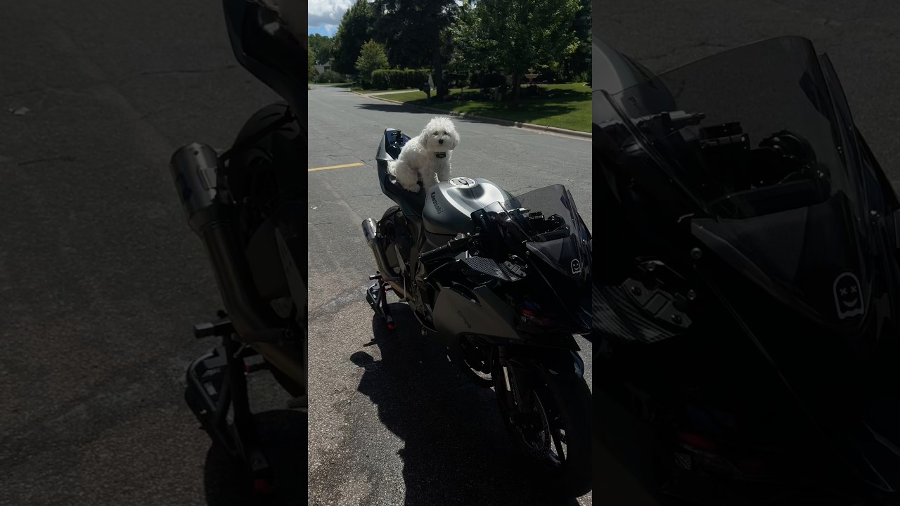 Dawg on tha bike #636 #kawasaki #dog #fyp