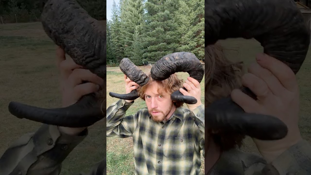 Sheep Horns #diy #sheep #traditional #homestead