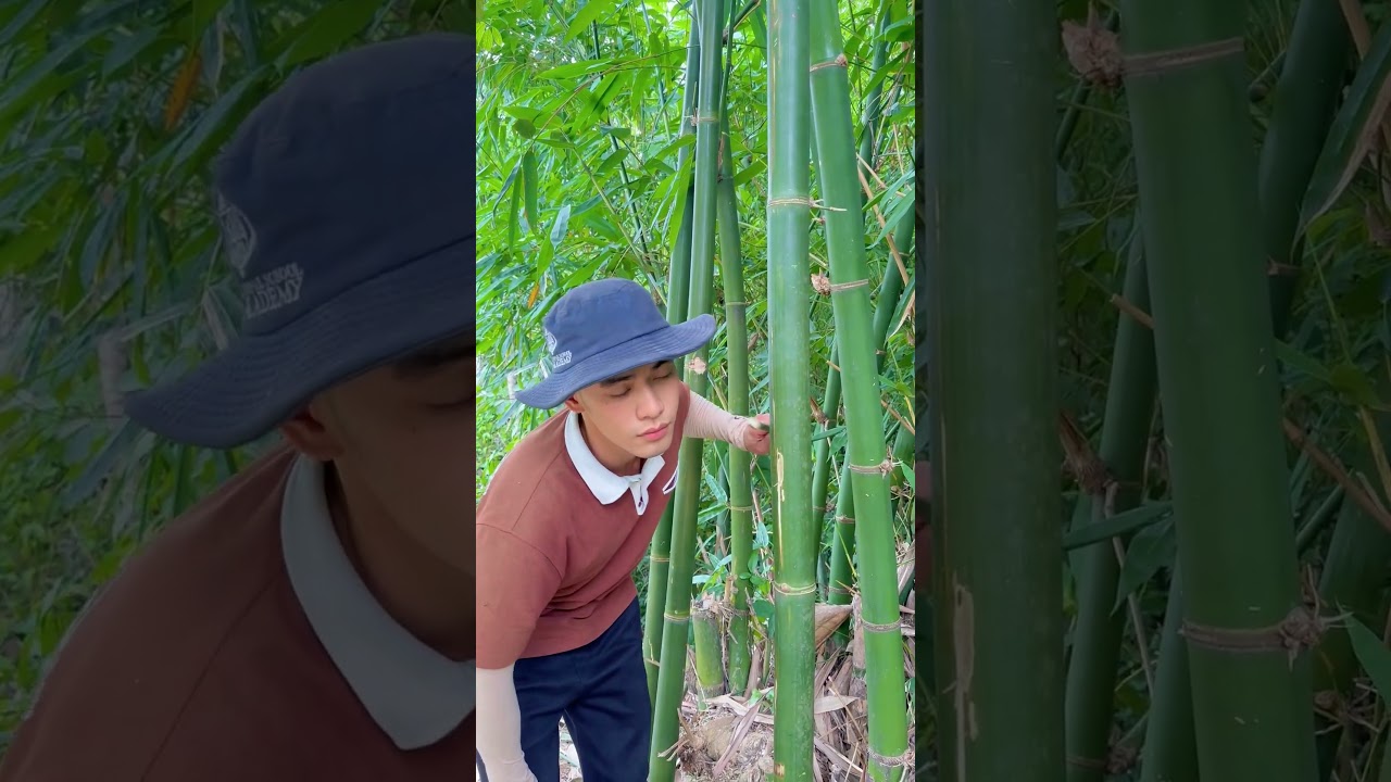 Survival Skills: How to Get Water from a BAMBOO Tree 💧💧#ohd #survival #camping #bushcraft #skills