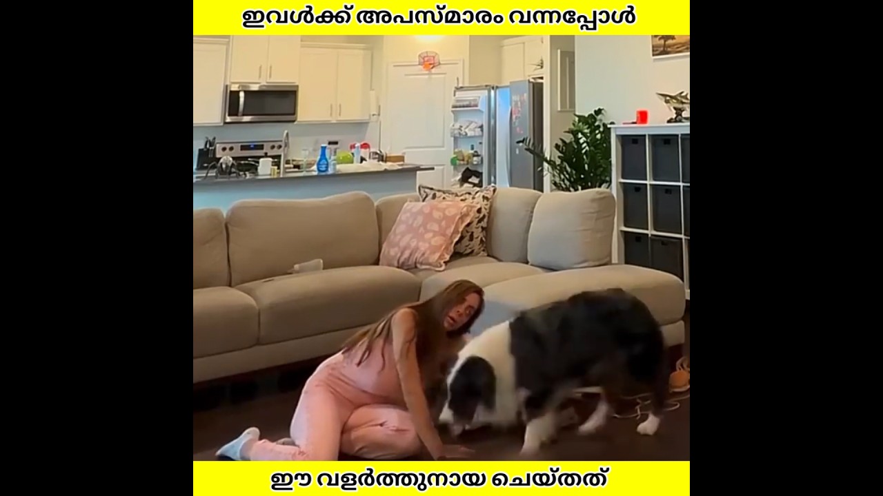 ഇവൾക്ക് വയ്യാതായപ്പോൾ ഈ നായയുടെ കരുതൽ കണ്ട് നോക്കു | Ashik Uncovered | #shorts