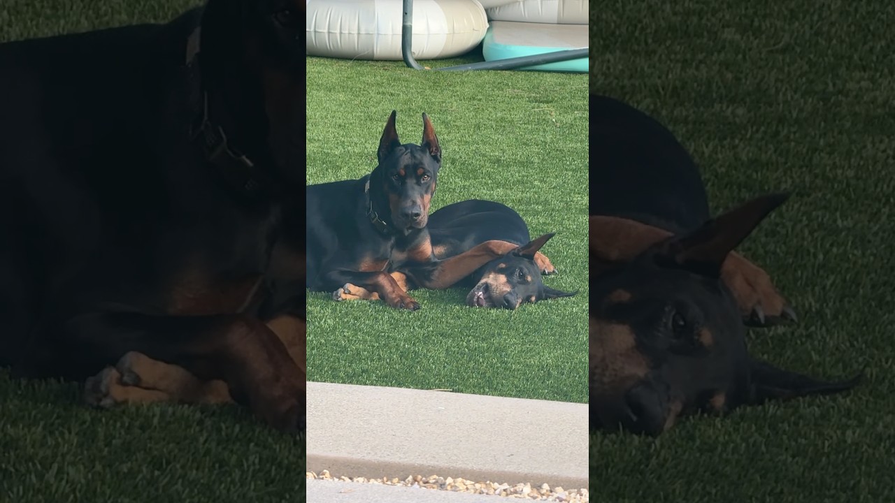 Duke always wants what Prince has