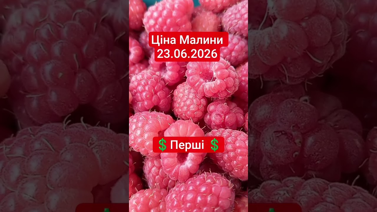 Ціна Малини 23.06.2026 #малина #малина2026 #ціна #ягоди #садівництво #strawberry #garden #malina
