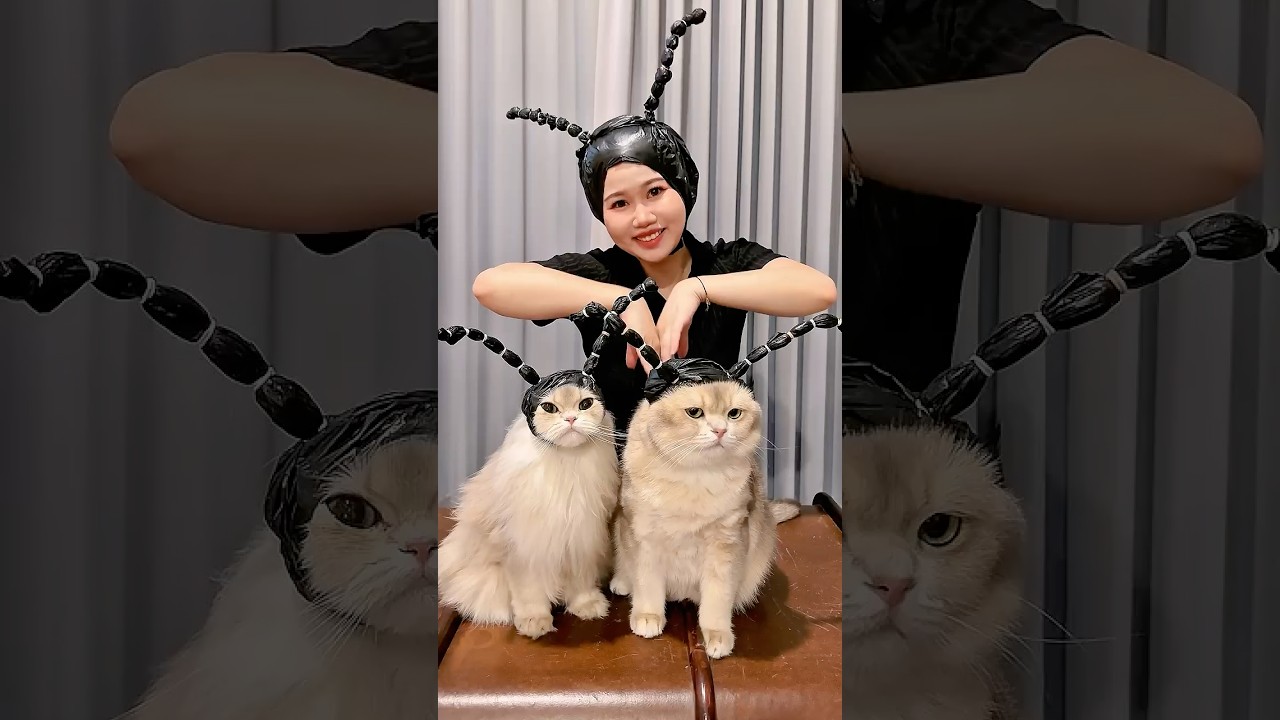 👩🏻:  tutorial kunciran rambut tari semut 🐜 #funnyvideo #cat #kucinglucu #comedy  #funnycats