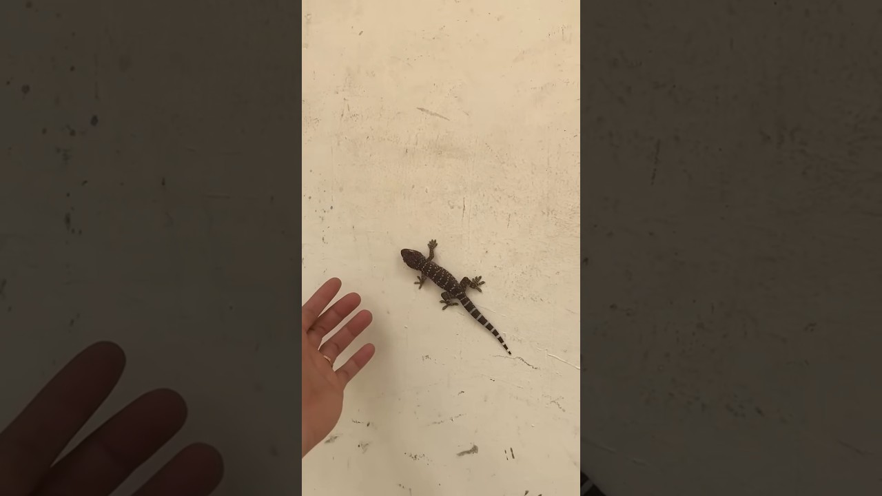 Chú tắc kè màu sắc đẹp quá #gecko #kucing #tắc_kè #bebek #tokek #kucinglucu #animal @cucutv9029 ra33