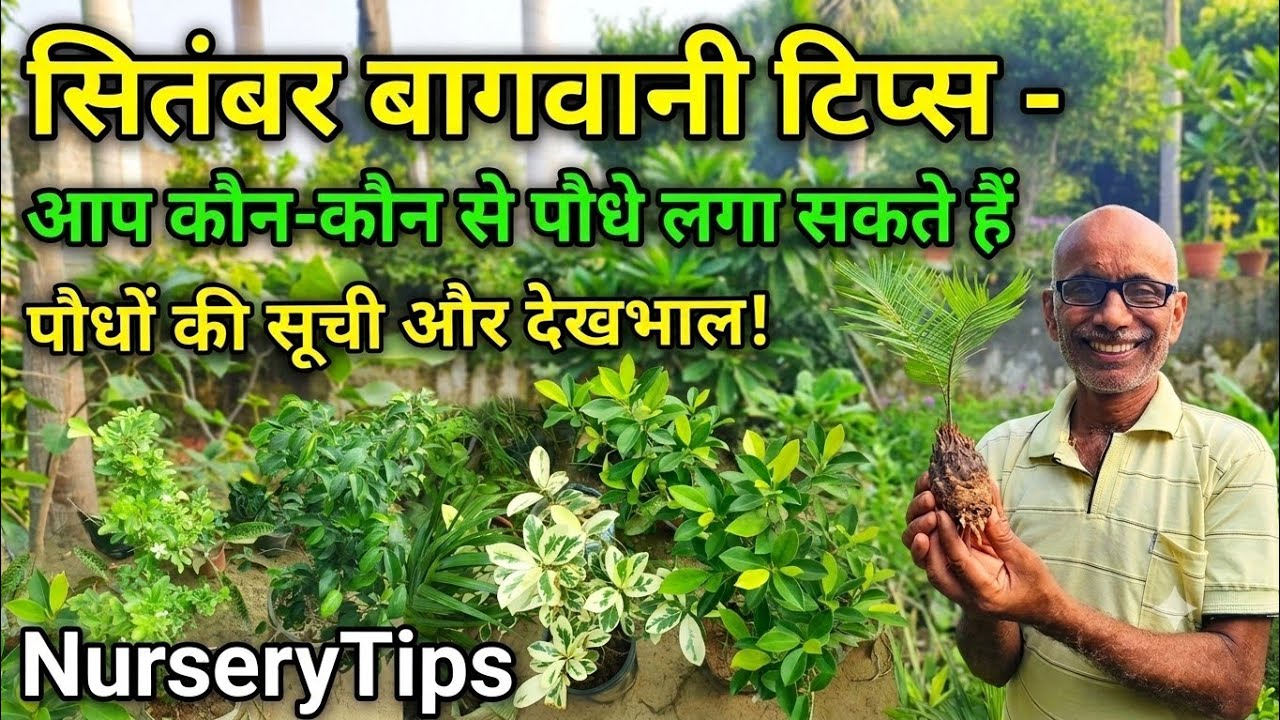 सितंबर में कौन से पौधे लगाएं? | September Gardening Tips & Plant Care | NurseryTips