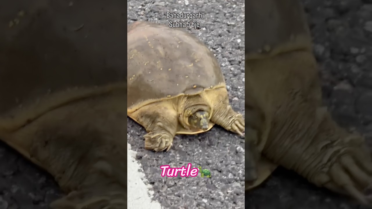 Turtle in delhi 🐢🚨 #turtle #delhi