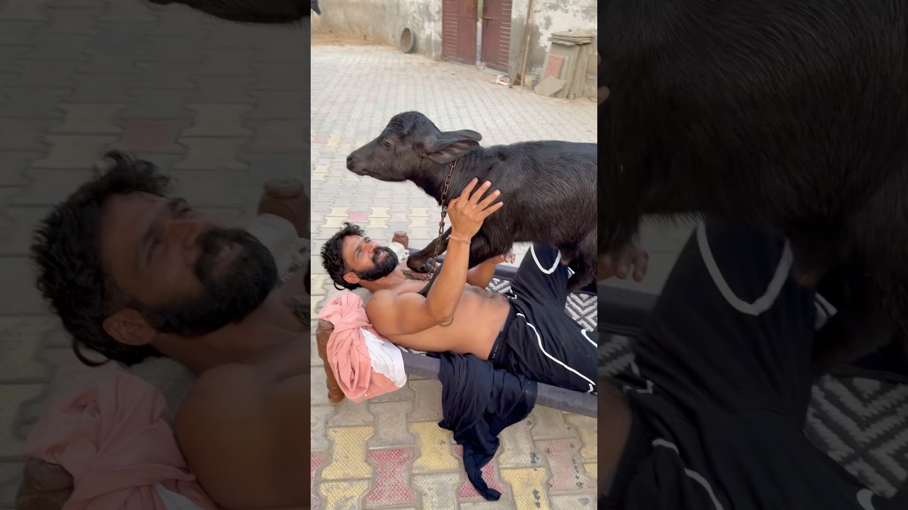 Animal lovers 🙏#rahuldhandlaniya #babakidyatai #animallovers #buffalo