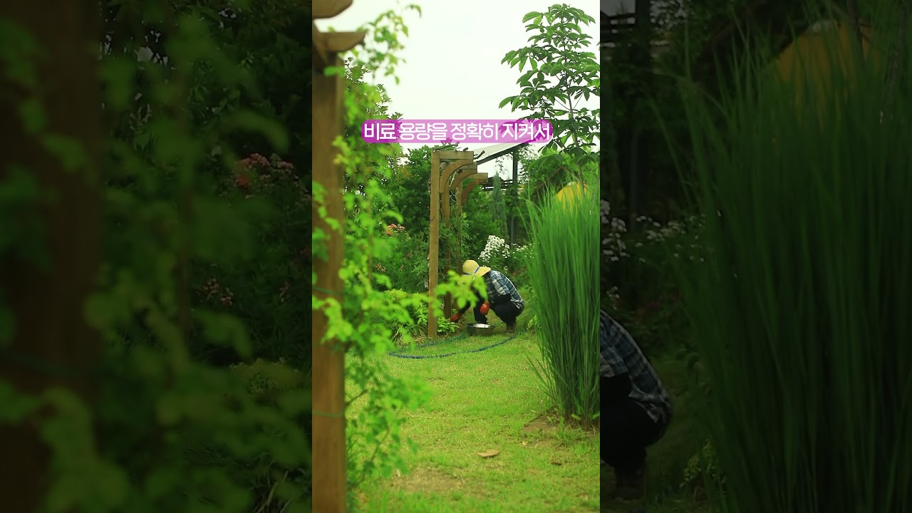 장미 비료주기 팁 #shorts #garden #rosegarden