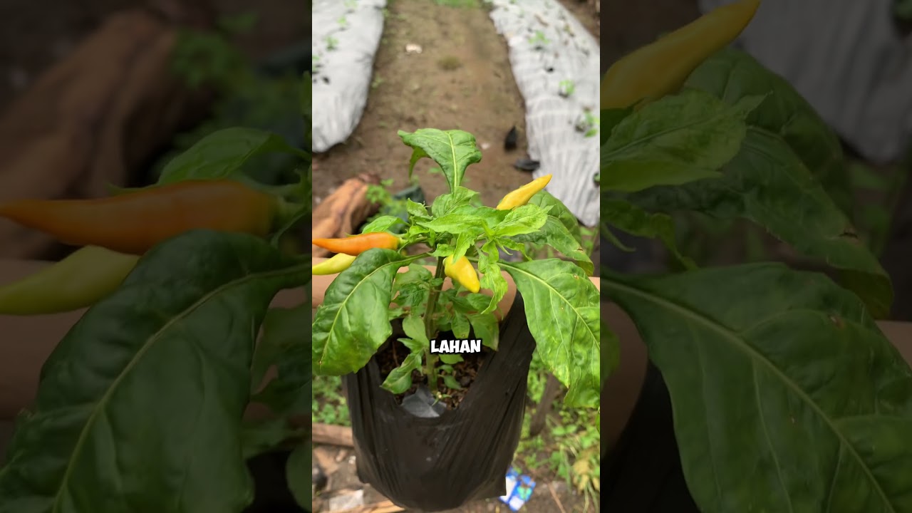 Ide unik tanam cabe pakai plastik gantung #pertanian