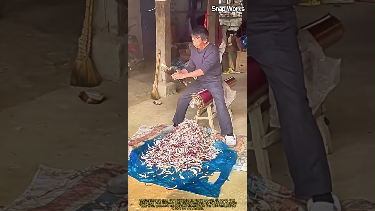 원통형 목재 베니어 롤 거치 및 전용 수동 대패를 활용한 정밀 박편 가공 공정 #worker #process #timber #woodshaving #craftsman
