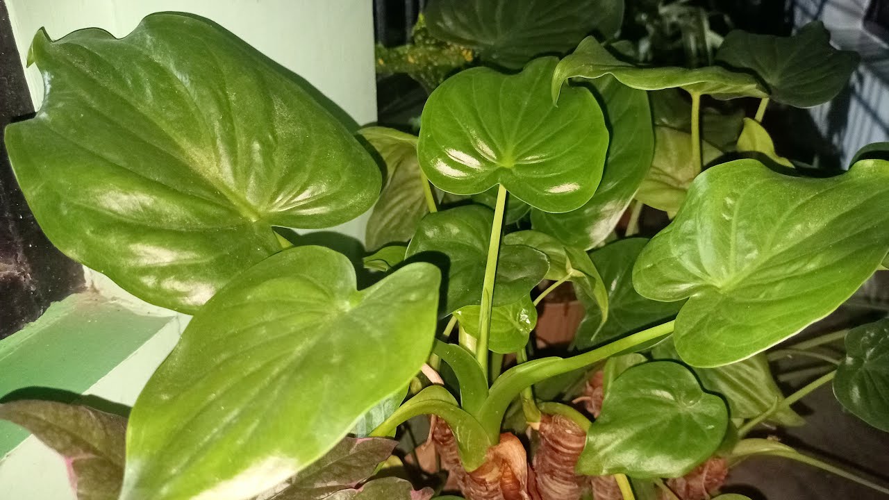 Face Live 🔴 | Garden, Plants & Aapki Baatein 🌿❤️ | Join Me Live