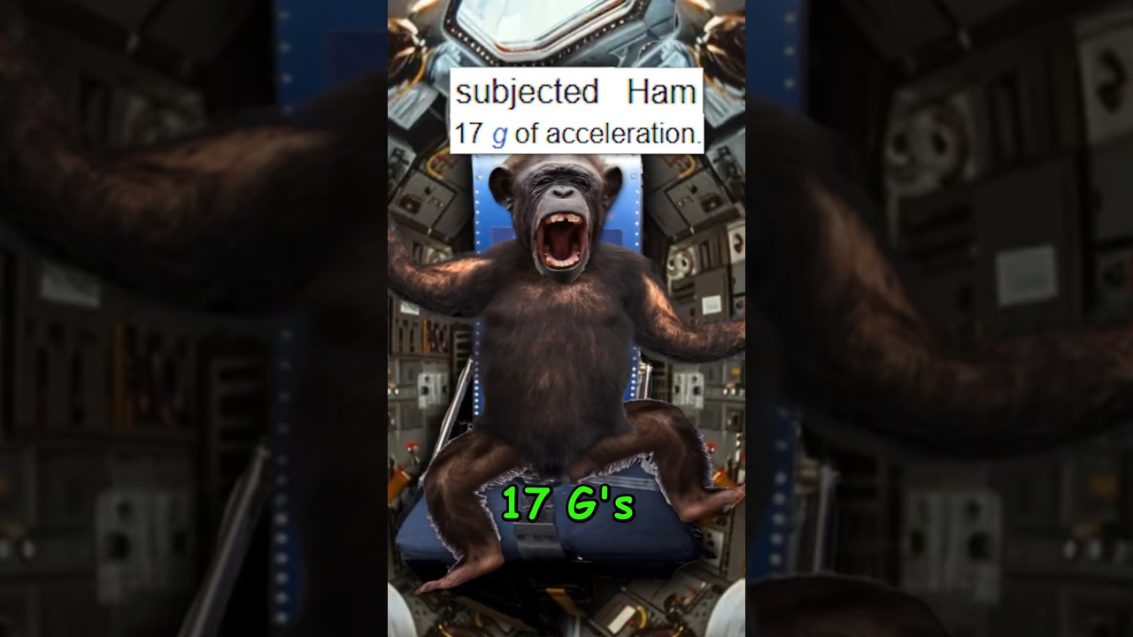 Ham the Space Chimp